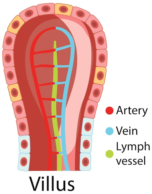 Bezpłatny wektor schemat przedstawiający strukturę kosmków jelitowych