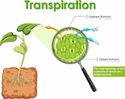 Bezpłatny wektor schemat przedstawiający transpirację w roślinie