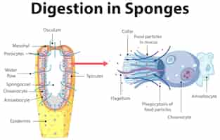 Bezpłatny wektor schemat przedstawiający trawienie w gąbkach