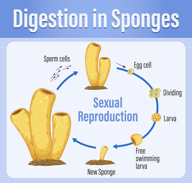 Bezpłatny wektor schemat przedstawiający trawienie w gąbkach