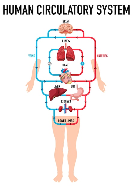 Bezpłatny wektor schemat przedstawiający układ krążenia człowieka