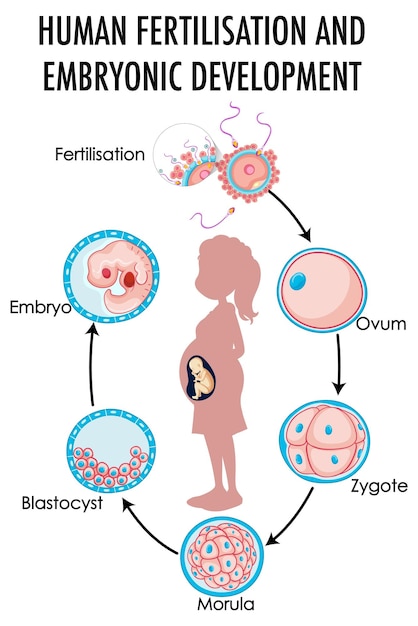 Bezpłatny wektor schemat przedstawiający zapłodnienie człowieka i rozwój embrionalny