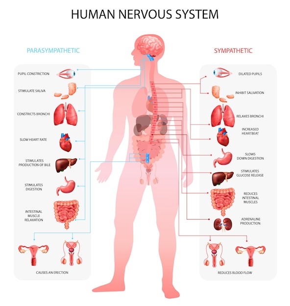 Bezpłatny wektor schematy informacyjne przywspółczulnego układu nerwowego ludzkiego układu nerwowego z przedstawieniem narządów i terminologią anatomiczną edukacyjnie realistyczne