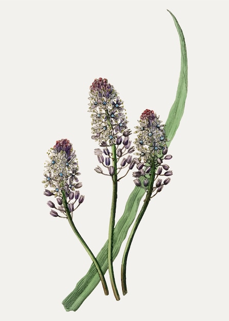 Scilla Amethyst łąka Squill