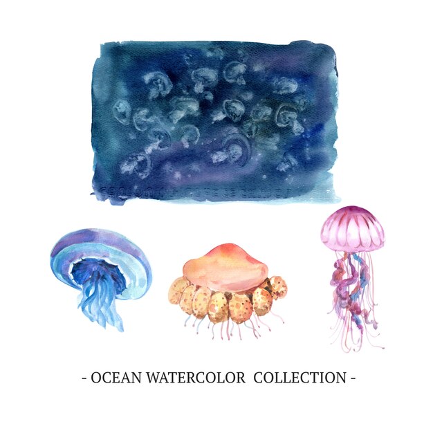 Set akwareli jellyfish, ilustracja na biały tło.