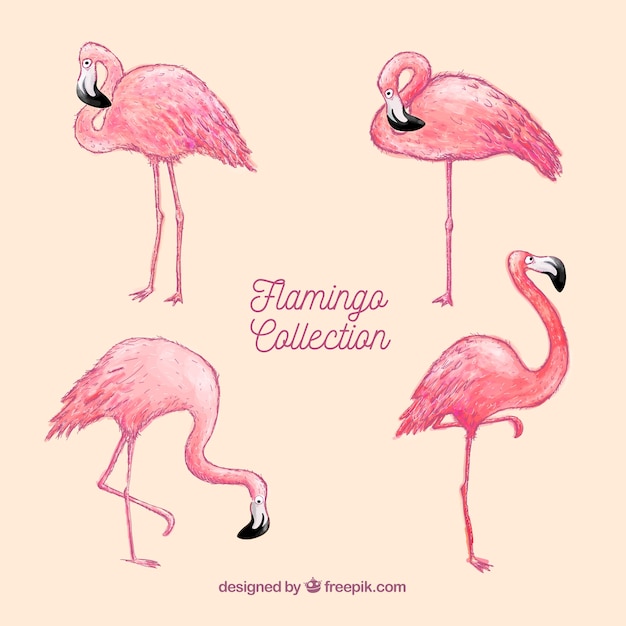 Set różowi flamingi z różnymi pozami