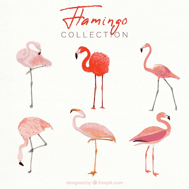 Bezpłatny wektor set różowi flamingi z różnymi pozami