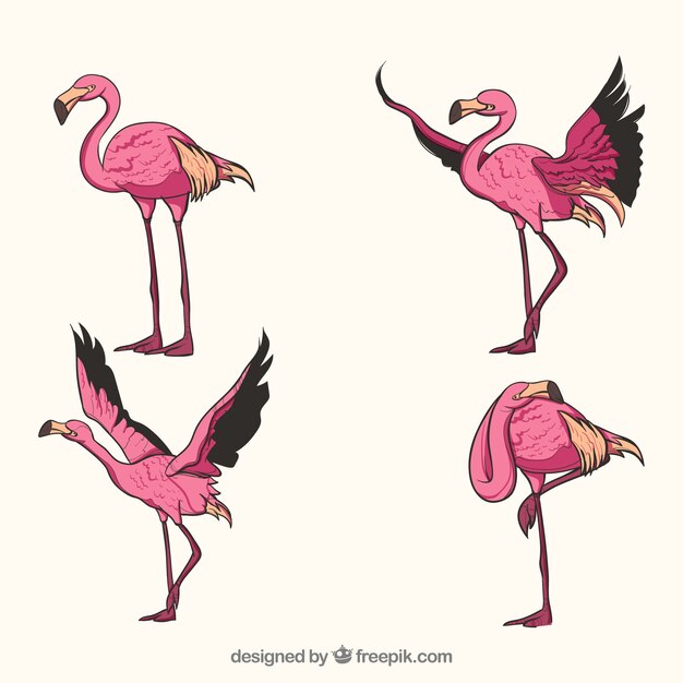 Set różowi flamingi z różnymi pozami