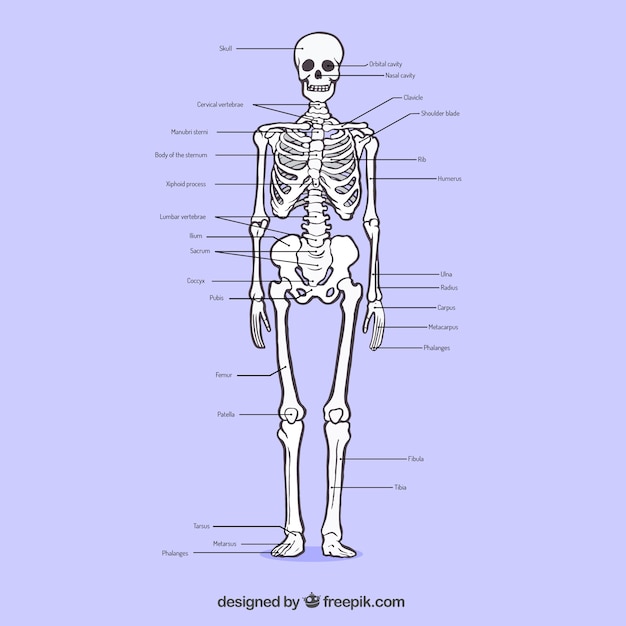 Bezpłatny wektor sketchy układ kostny