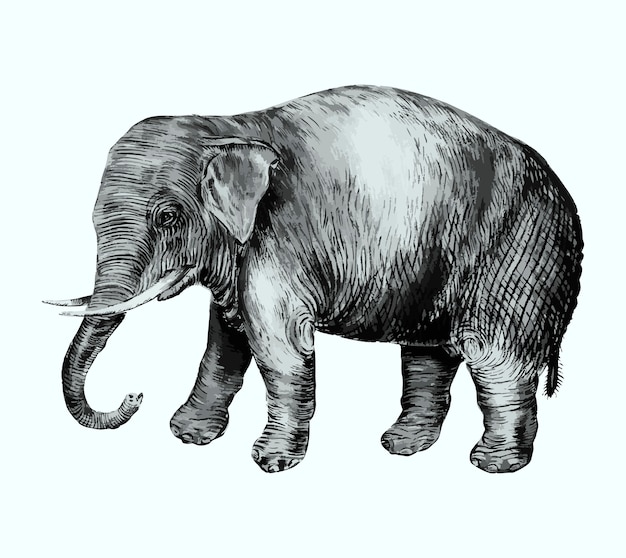 Bezpłatny wektor słoń w stylu vintage