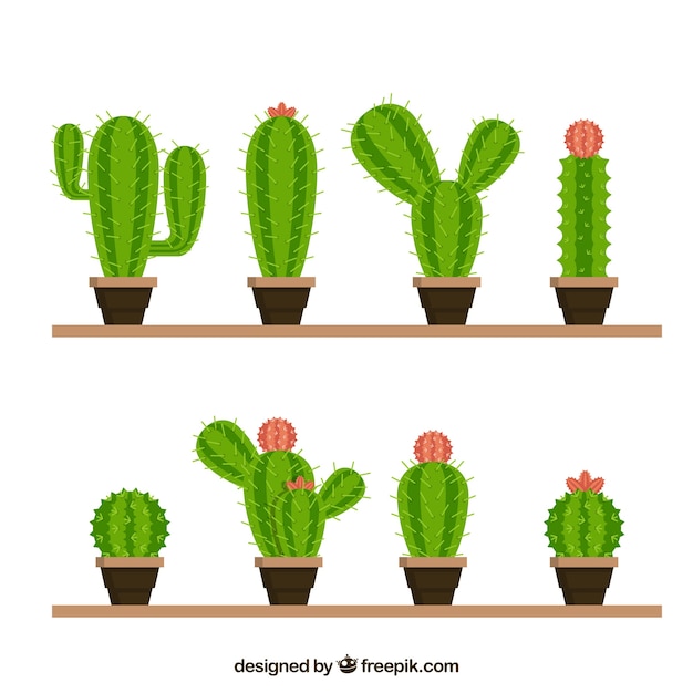 Śmieszne Odmiany Pięknego Kaktusa