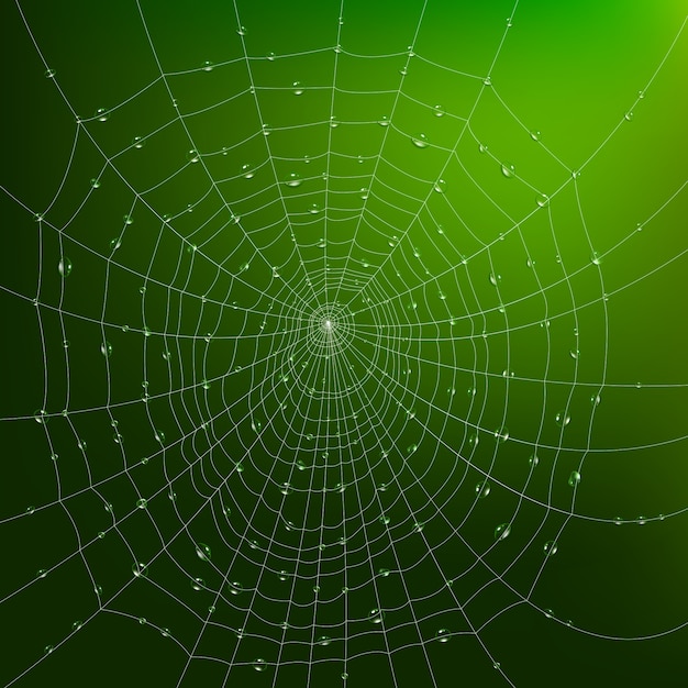 Spider Web With Drops