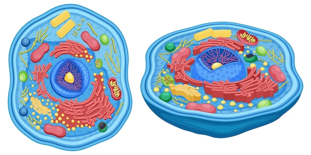 Bezpłatny wektor struktura diagramu anatomii komórki zwierzęcej