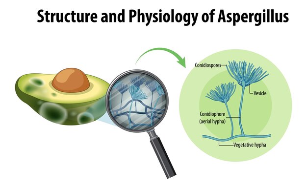 Bezpłatny wektor struktura i fizjologia awokado aspergillus