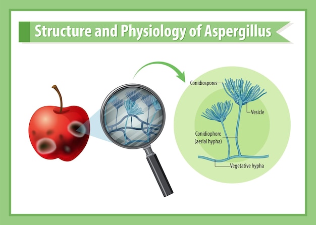 Bezpłatny wektor struktura i fizjologia jabłoni aspergillus