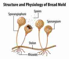 Bezpłatny wektor struktura i fizjologia pleśni chlebowej