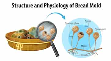 Bezpłatny wektor struktura i fizjologia pleśni chlebowej