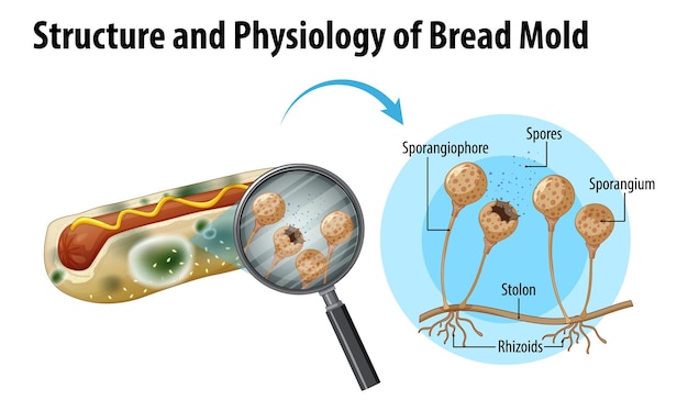 Bezpłatny wektor struktura i fizjologia pleśni chlebowej