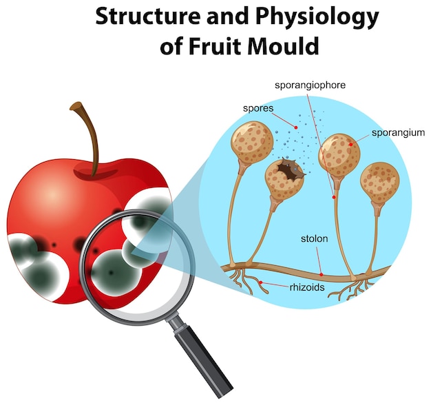 Bezpłatny wektor struktura i fizjologia pleśni owocowej