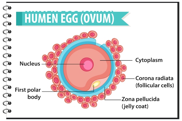 Struktura Ludzkiego Jaja Lub Komórki Jajowej Dla Infografiki Edukacji Zdrowotnej