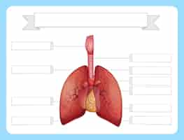 Bezpłatny wektor struktura szablonu arkusza płuc