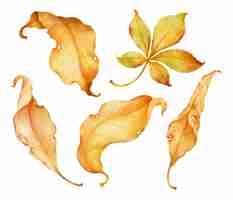 Bezpłatny wektor suche jesienne liście akwarela ilustracja do elementu dekoracyjnego