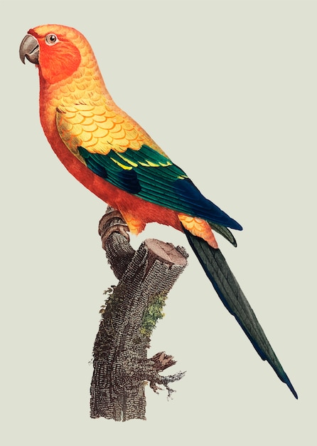 Sun parakeet