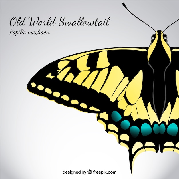 Swallowtail