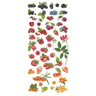 Świeże jagody ręcznie rysowane ilustracji wektorowych