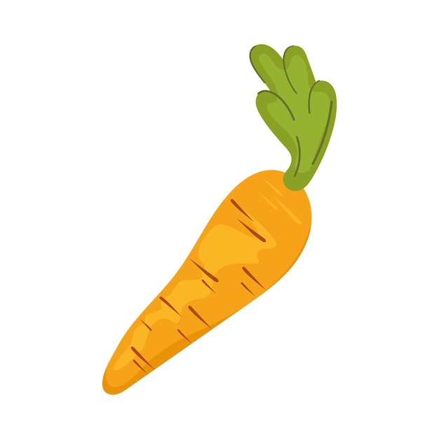 Bezpłatny wektor Świeże warzywa marchewkowe
