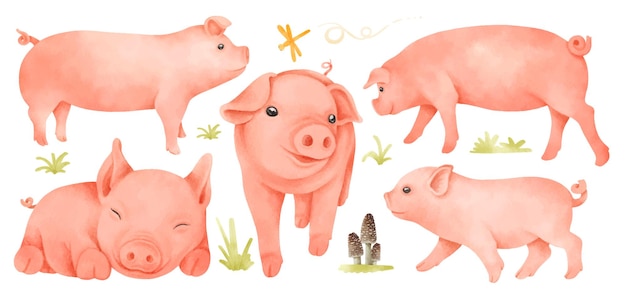 Świnie ilustracje w stylu akwareli