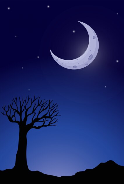 Sylwetka drzewa w nocy