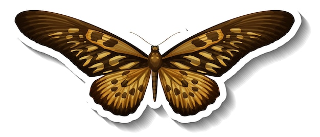 Bezpłatny wektor szablon naklejki z motylem lub ćmą na białym tle