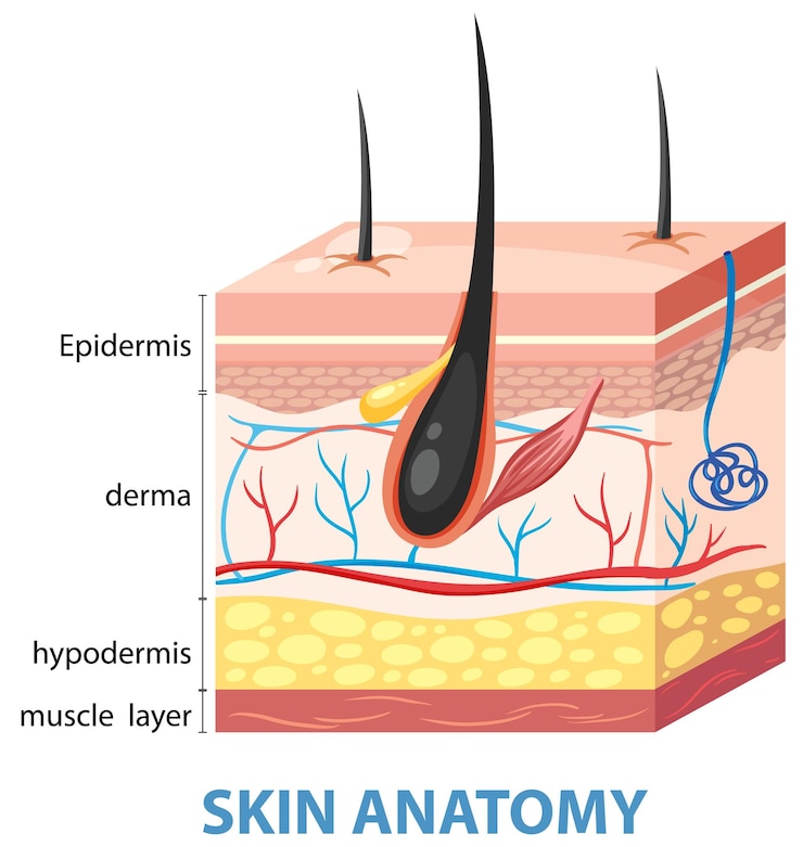 Bezpłatny plik Wektor szczegółowa ilustracja anatomii skóry