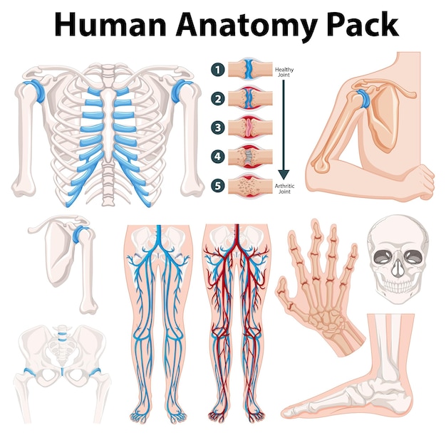 Bezpłatny wektor szczegółowa ilustracja wektorowa anatomii człowieka