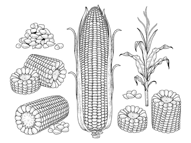 Szkic dojrzałej kukurydzy zestaw dekoracyjny Ręcznie rysowane ilustracje botaniczne elementy stylu Retro