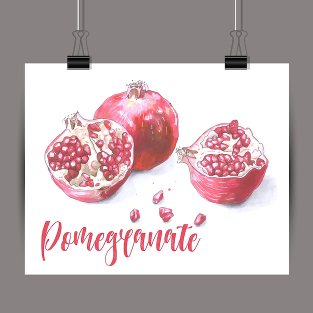 Bezpłatny wektor szkic pomegrante