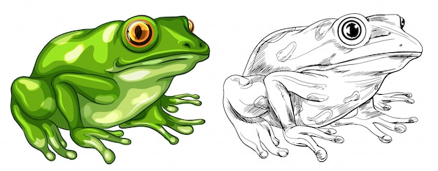 Bezpłatny wektor szkicowanie i kolorowy obrazek żaby