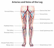 Bezpłatny wektor tętnice i żyły nogi