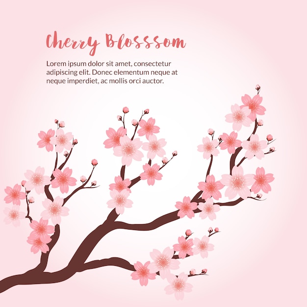 Tło Cherry Blossom