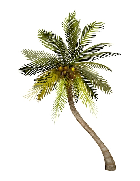 Bezpłatny wektor tropikalna kokosowa drzewko palmowe ilustracja