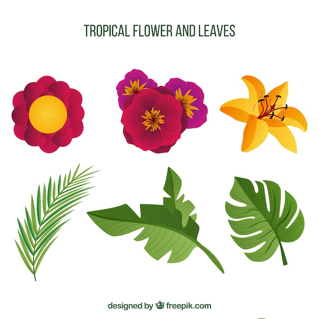 Bezpłatny wektor tropikalna kolekcja kwiatów i liści