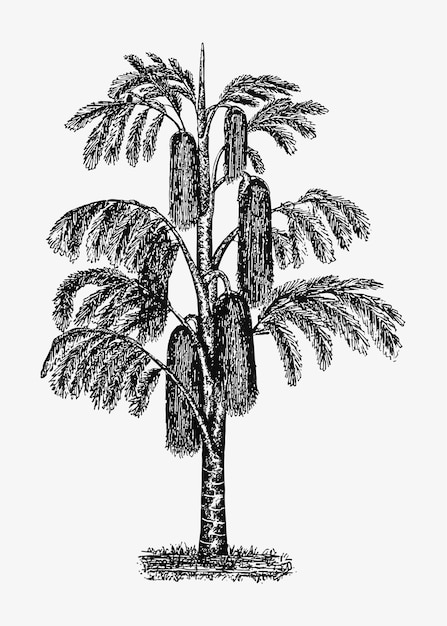 Bezpłatny wektor tropikalny drzewo rocznika rysunek