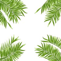 Bezpłatny wektor tropikalny liść palmy na białym tle realistyczna zielona letnia roślina ilustracja wektorowa