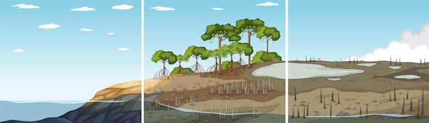 Bezpłatny wektor trzy różne rodzaje mangrowe
