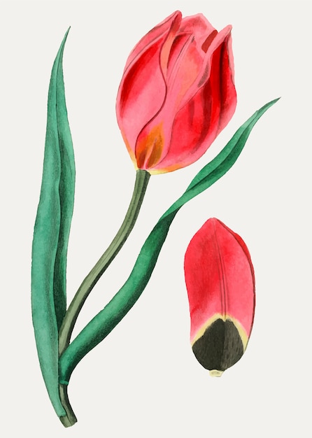 Bezpłatny wektor tulipan pod oczami