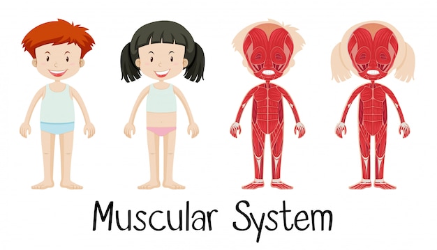 Bezpłatny wektor układ mięśniowy chłopca i dziewczynki