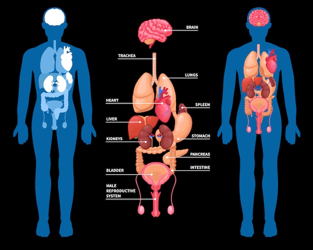 Bezpłatny wektor układ narządów wewnętrznych anatomii człowieka