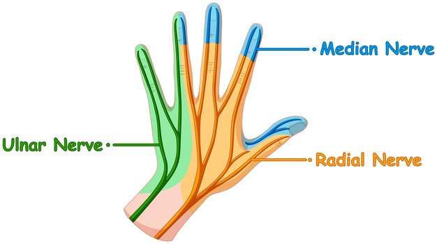 Układ nerwowy w ludzkiej dłoni