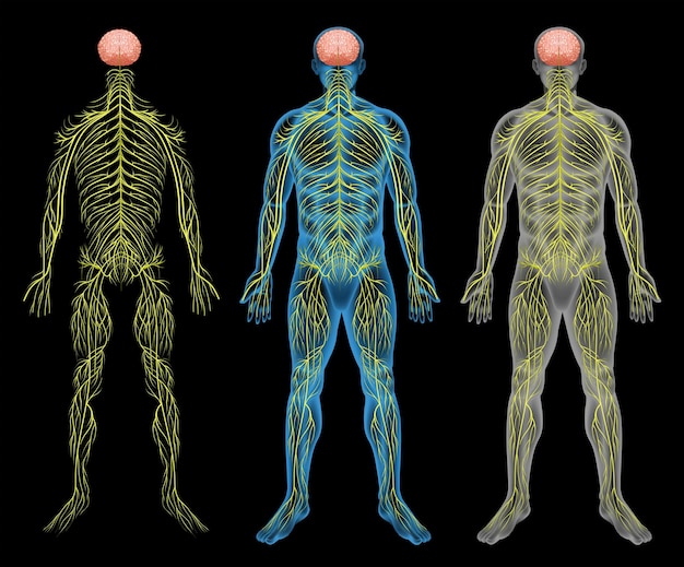 Bezpłatny wektor układ nerwowy